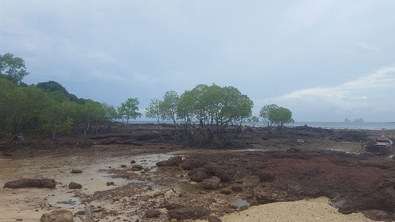 Mangroves on Koh Bulon Le - Thailand