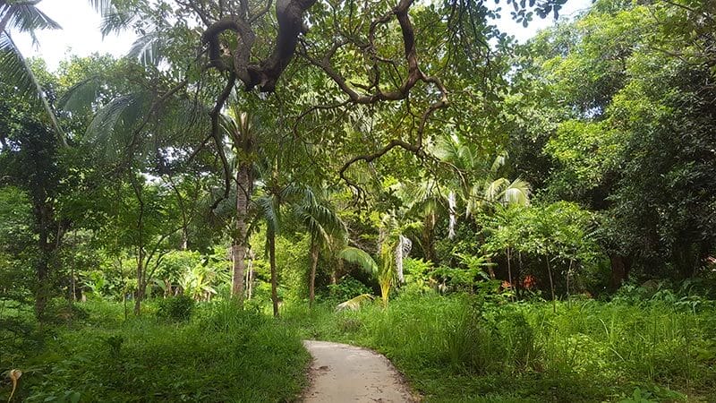 Jungle on Koh Bulon Le - Thailand