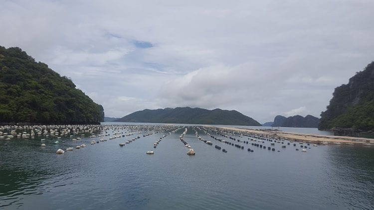 Floating fish farm in Halong Bay