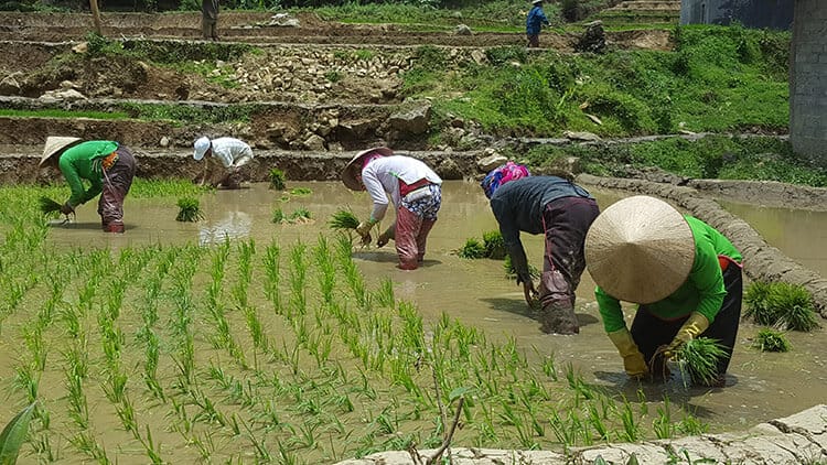 Planting rice in the paddies in Sapa, Vietnam