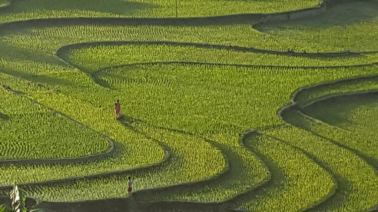 Rice paddies in Sapa, Vietnam - trekking in Sapa