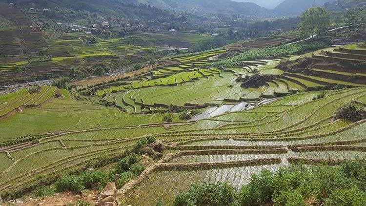 Terraced rice paddies in Sapa Vietnam