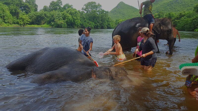 Swimming with elephants - elephant world