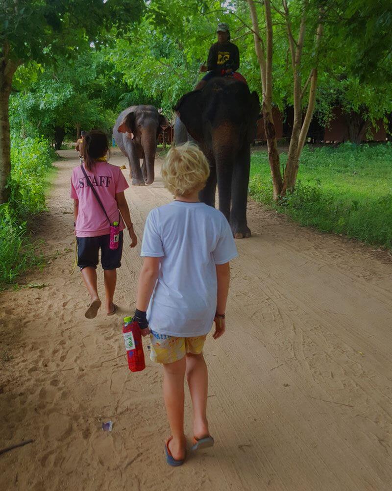 Walking with elephants - Elephant world