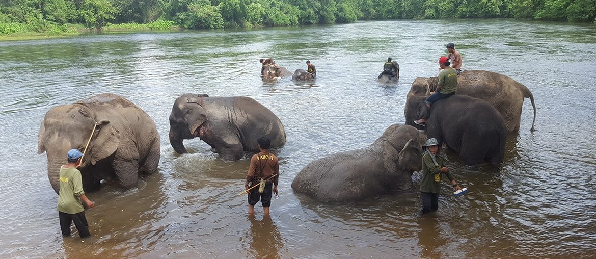 Swimming with elephants at Elephant World in Kanchanaburi in Thailand