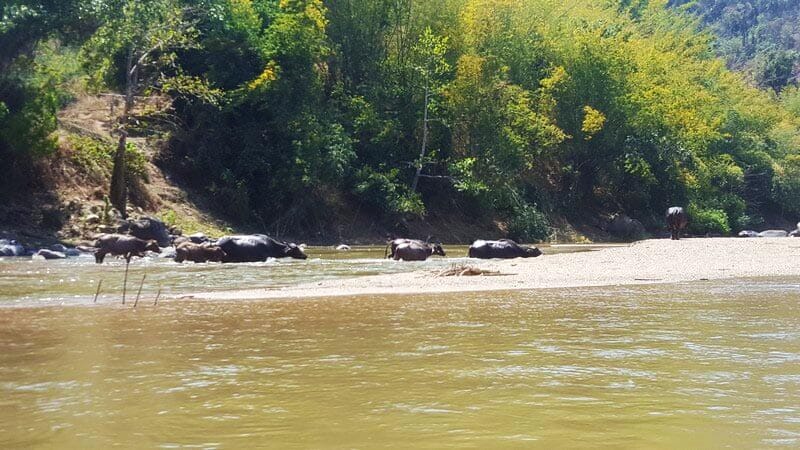 Water buffalo in the boatride from Thaton to Chiang Rai