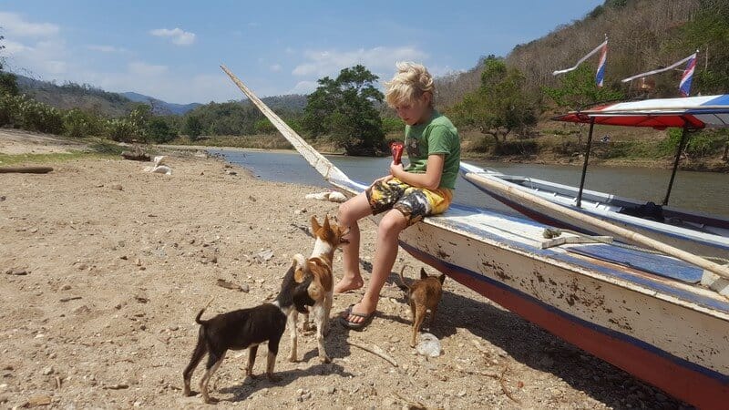 Village dogs on the Kok River boat trip