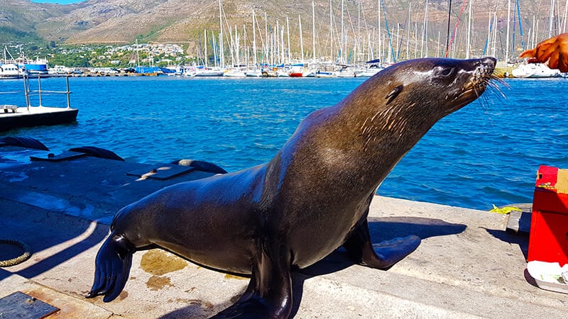 Things to see in Hout Bay: Feed the seals in Hout bay, Cape Town, South Africa