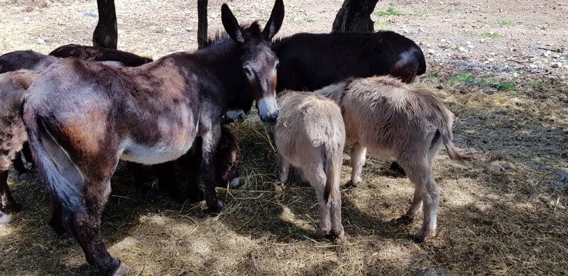 Peljasec Peninsula - Donkey Farm