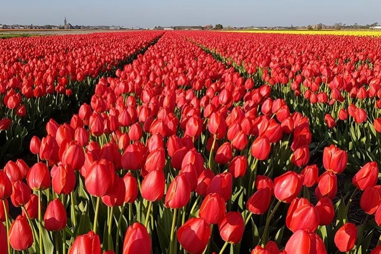 How to see tulips at Keukenhof for free