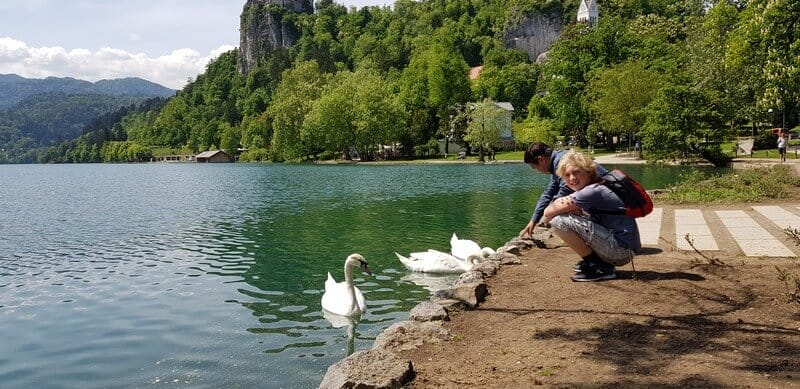 Things to do in Lake Bled: Feed the swans
