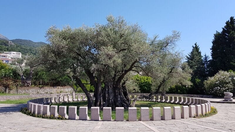Stara Maslina - the oldest olive tree in Europe