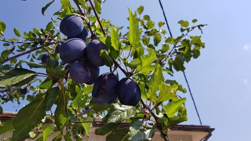 Travel Guide Krusevo: Free fruit