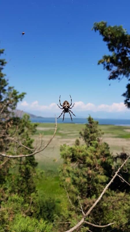 Lake Skadar: Spiders