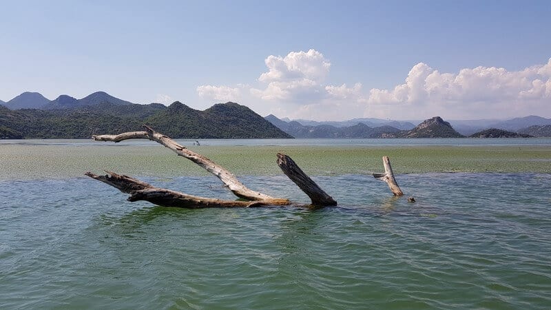 From Birdwatching to Beach Relaxation: Diverse Activities at Lake Shkodra - Birdwatching at Lake Shkodra