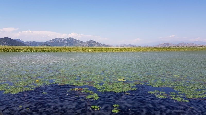Lake Skadar: Fields of lily pads