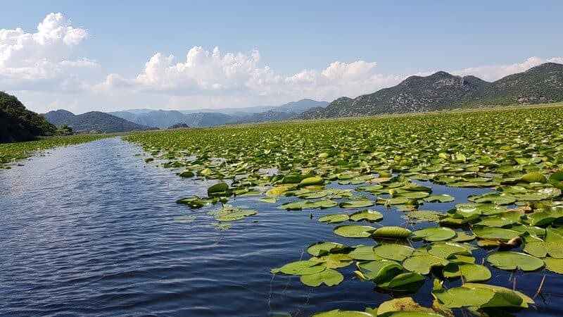 Boat trip on Lake Skadar in Montenegro: Lily pads