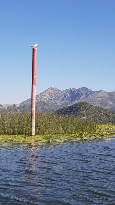 Lake Skadar: 260 species of birds