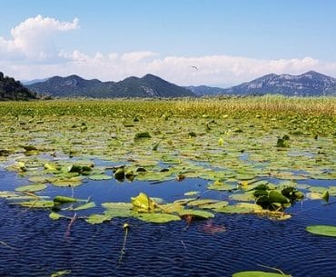 Lake Skadar National Park: Boat Trips and Bird Watching