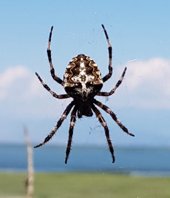 Spiders on Vrmac Ridge