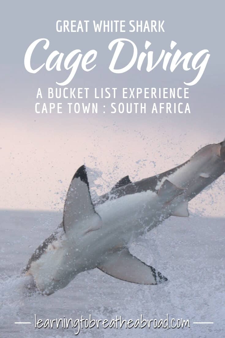 Great White Shark Cage Diving: My Bucket List Adventure