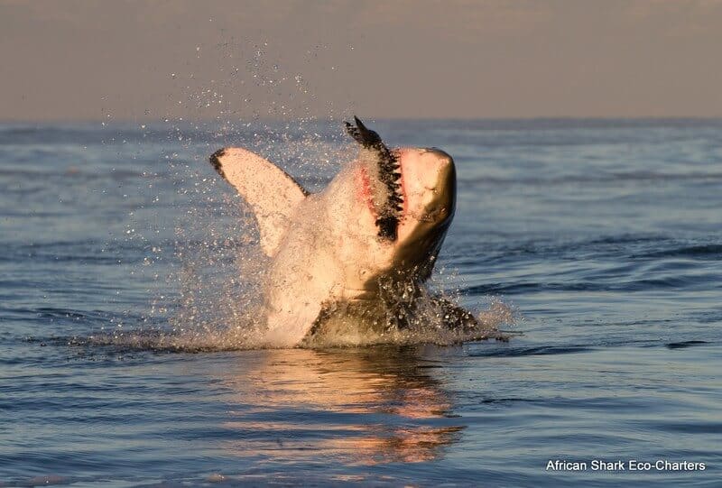 Great White Shark - Flying Airjaws