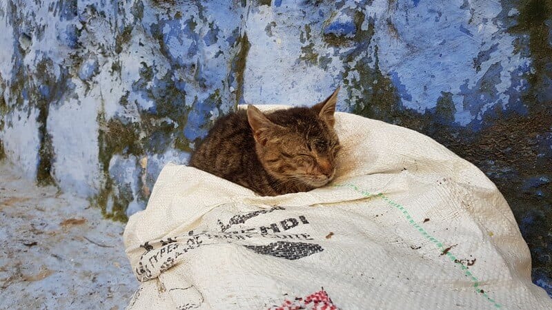 Things to do in Chefchaouan in Morocco - Kittens