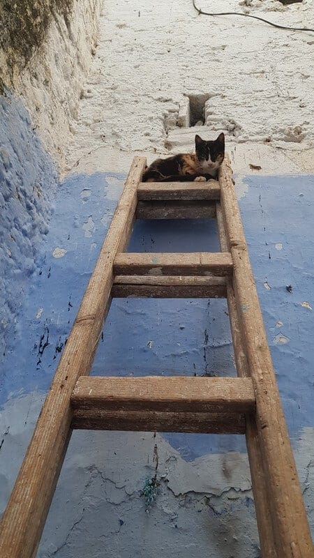 Chefchaouan Morocco: Cats