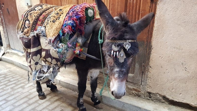 Fes Medina - Donkey carriers