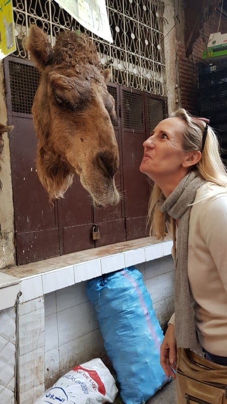 Tour of Fes medina: Kissing camels