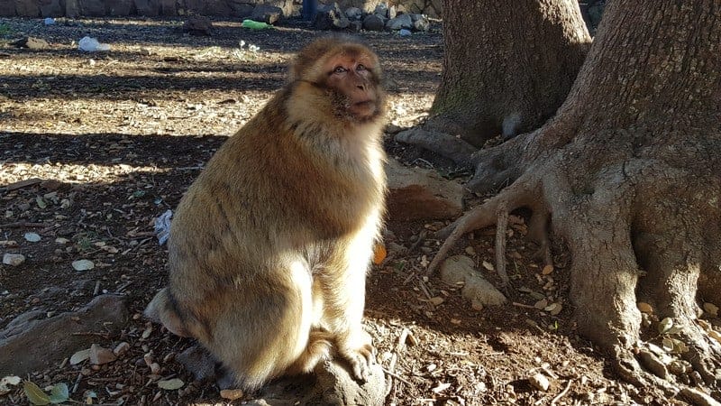 Barbary apes in cedar forest in Azrou Morocco