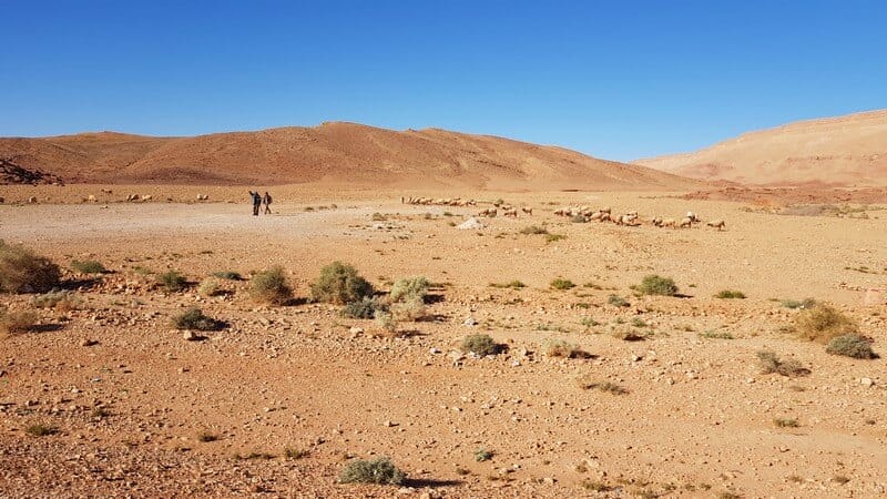 Ziz Gorge: Shepherds with their flock