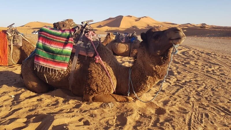 Merzouga Morocco: camel rides