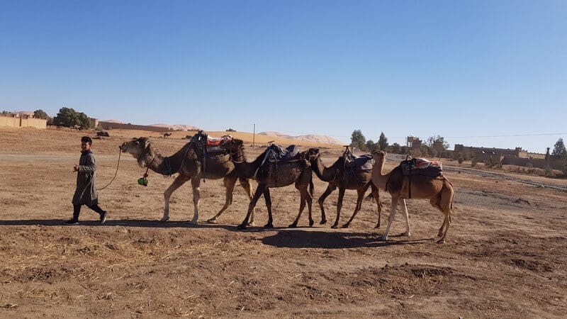 Merzouga Morocco: Camel caravan