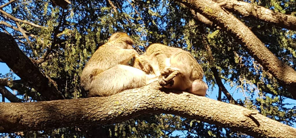 Barbary Apes in Azrou in the Middle Atlas Mountains Barbary Apes in Azrou in the Middle Atlas Mountains in Morocco