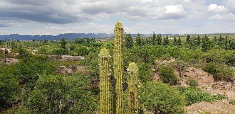 Cacti and Vineyards in Argentina