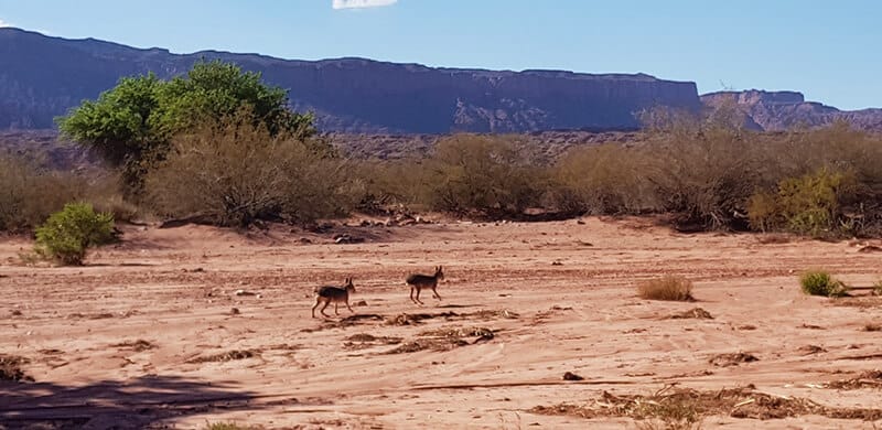 Mare in Talampaya National Park