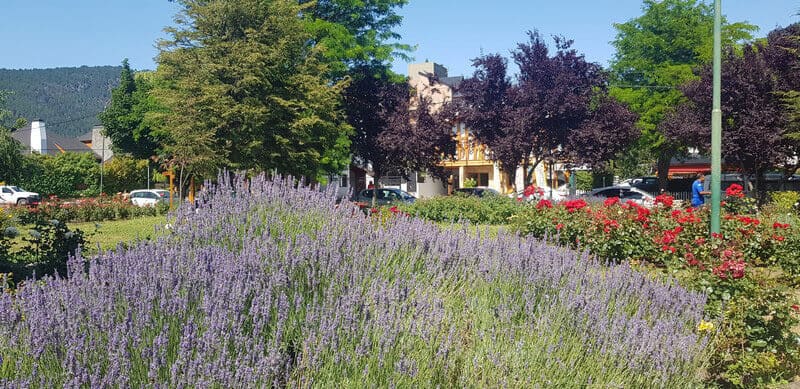 San Martin de Los Andes in Argentina - flowers