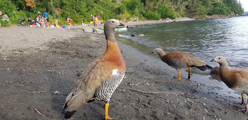 Puerto Manzano - Patgonian Ducks