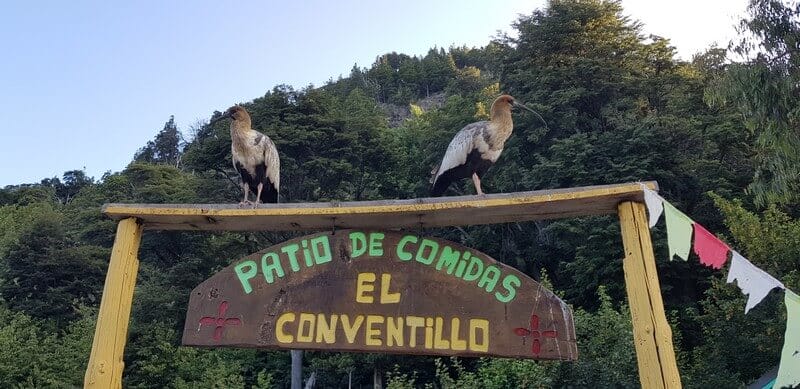 Ibis birds in Colonia Suiza in Bariloche in Argentina