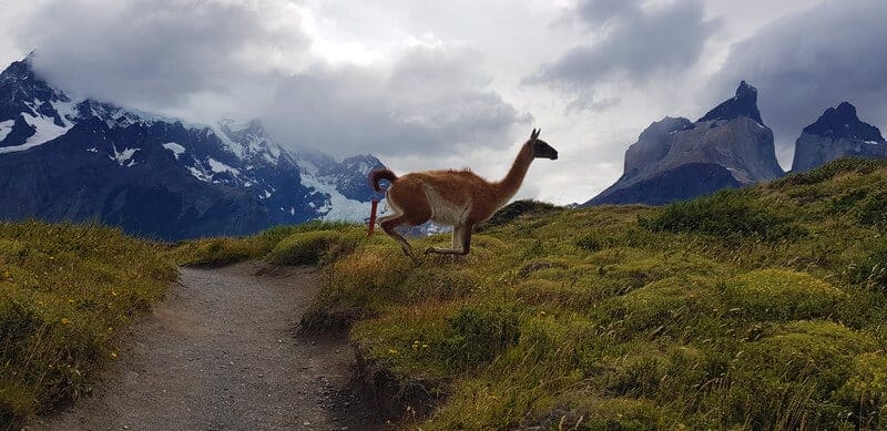 Gunaco in torres del paine national park